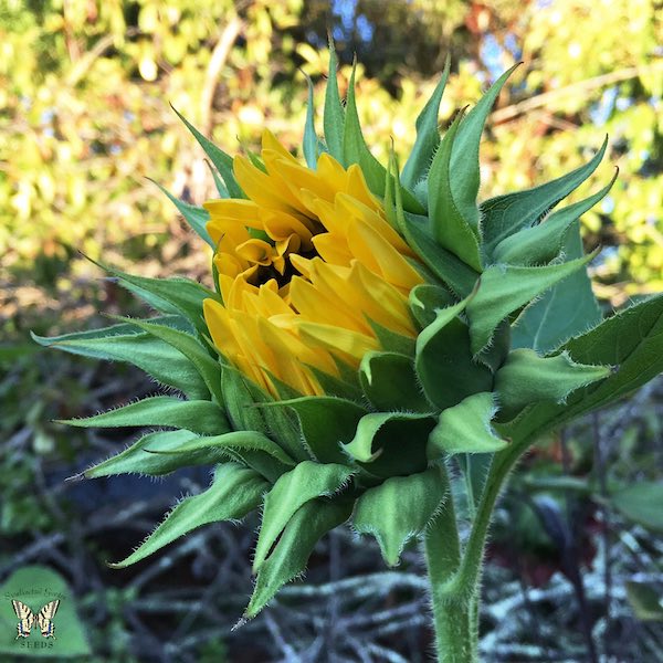 Sunflower Procut Peach Flower Bud