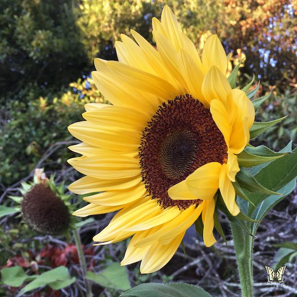 Sunflower Procut Peach Profile