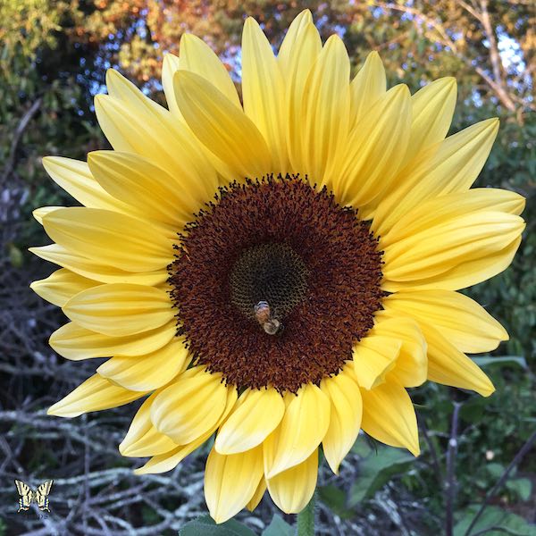 Sunflower Procut Peach With Bee