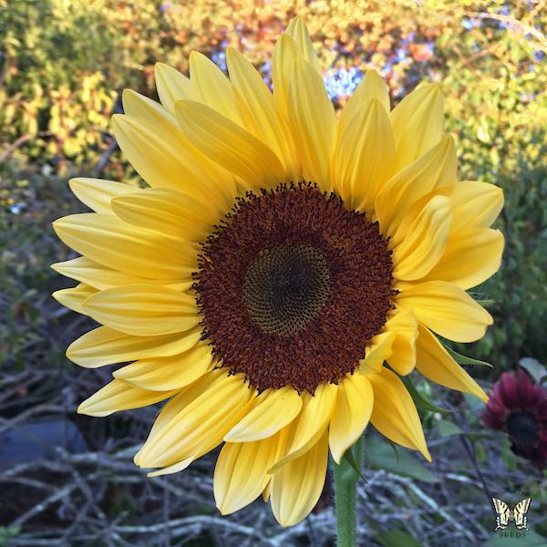 Sunflower Procut Peach Sunflower Procut Peach