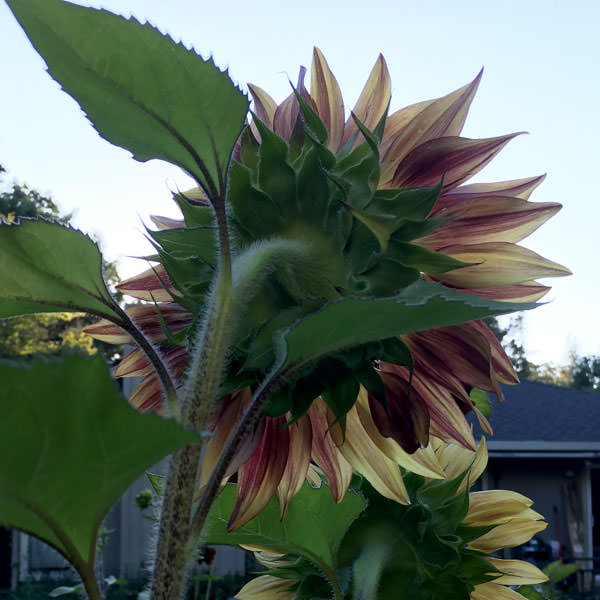 ProCut Plum sunflowers at sunset