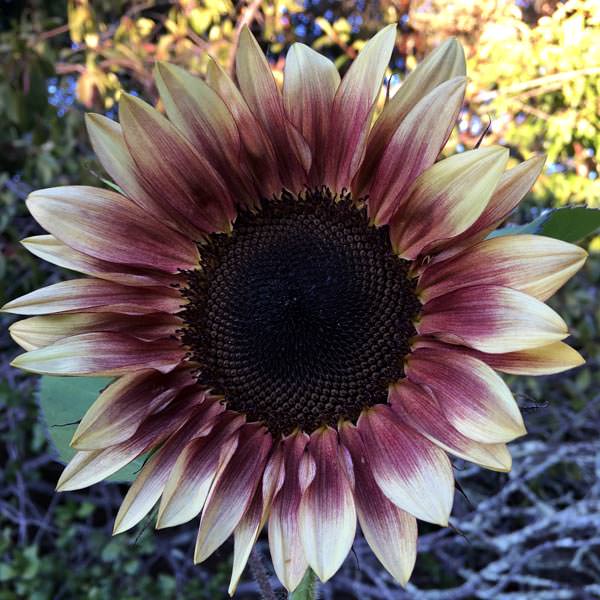ProCut Plum sunflower Sunflower ProCut Plum