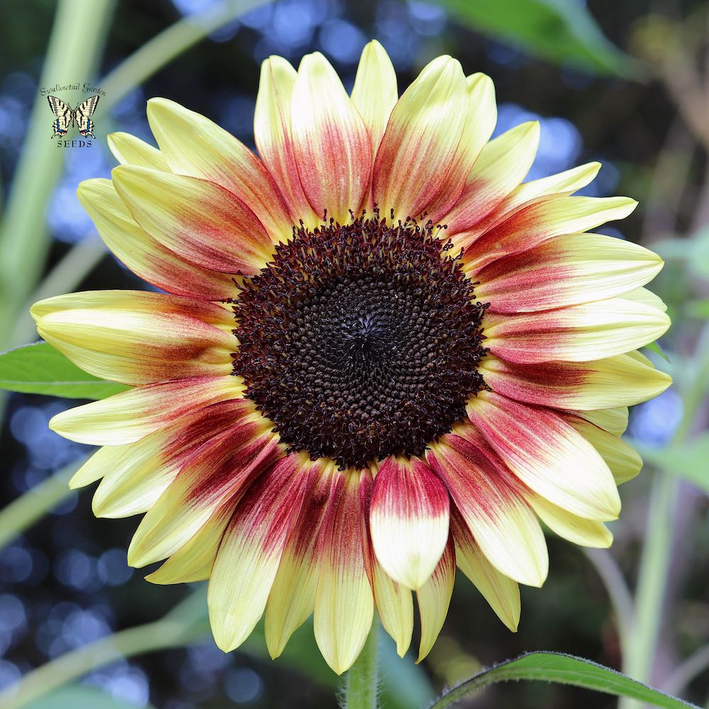 Sunflower ProCut Red Lemon Bicolor