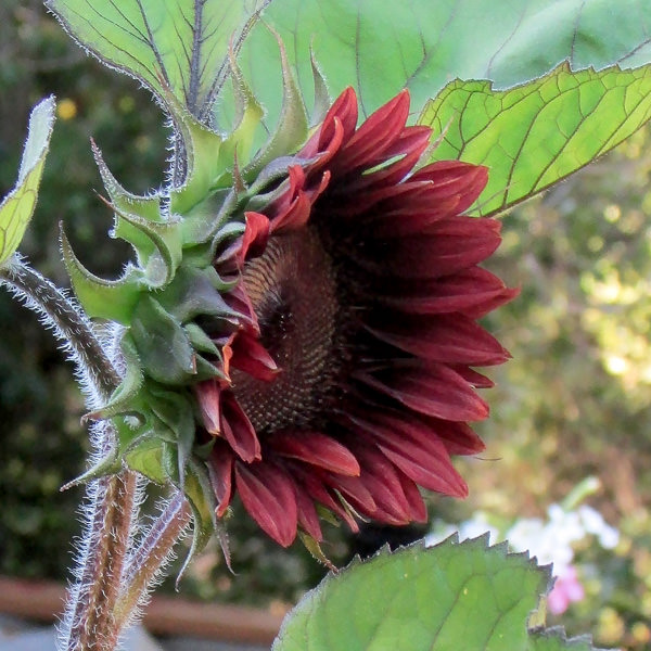 Helianthus ProCut Red