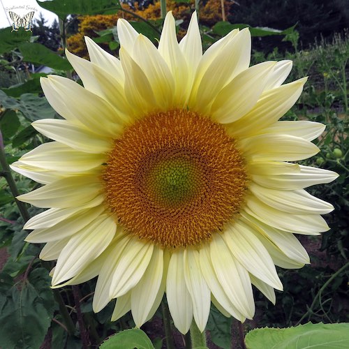 Sunflower ProCut White Lite flowers