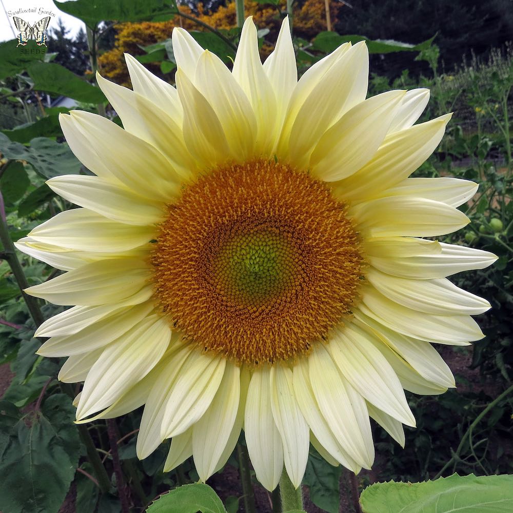 Sunflower ProCut White Lite