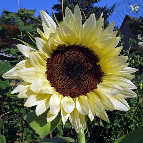 Sunflower ProCut White Nite flowers