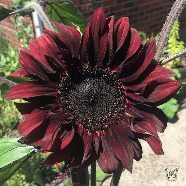 Red Wave sunflower Red Wave Sunflower