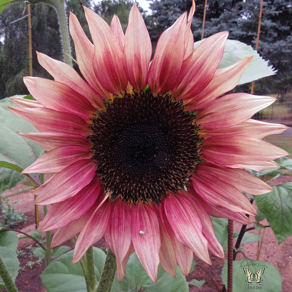 Ruby Eclipse sunflower Ruby Eclipse sunflower fading colors.