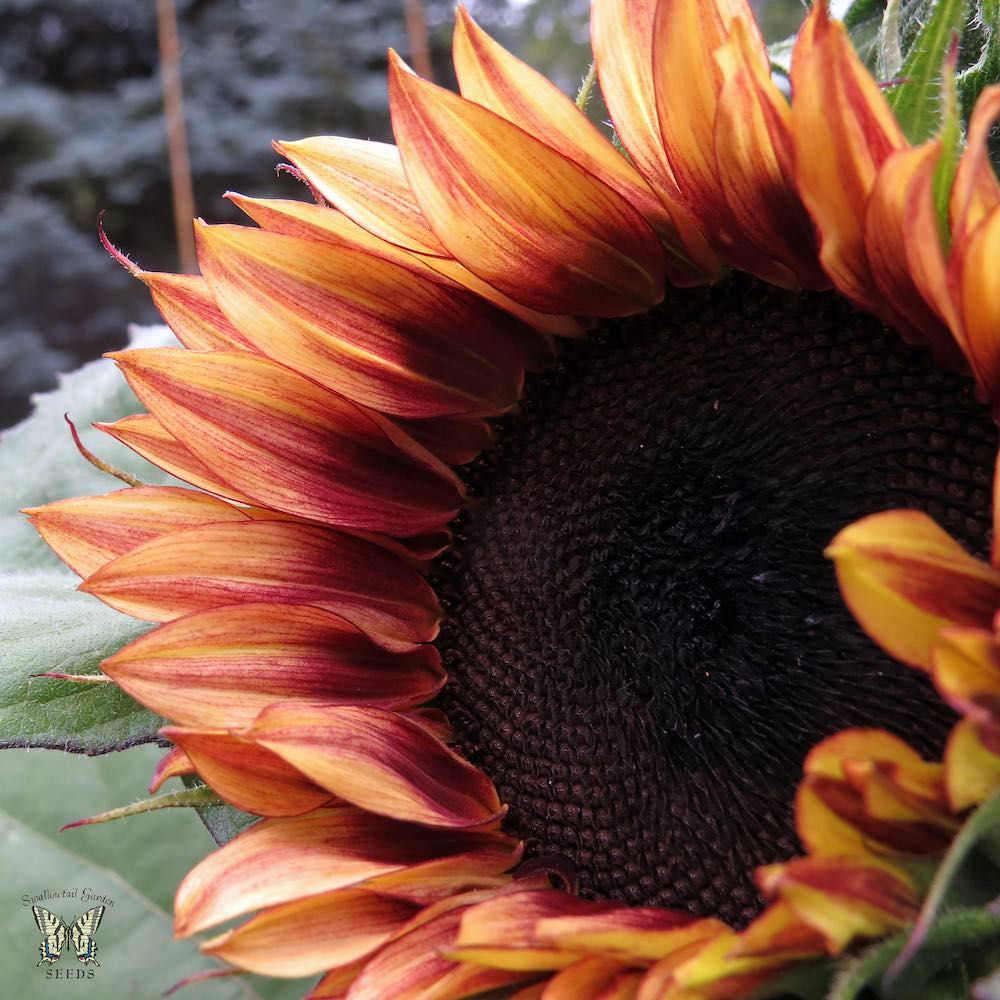 Ruby Eclipse sunflower Ruby Eclipse sunflower opening