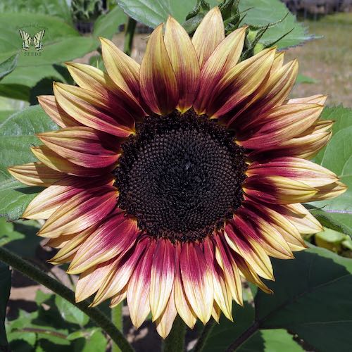 Sunflower Ruby Eclipse flowers