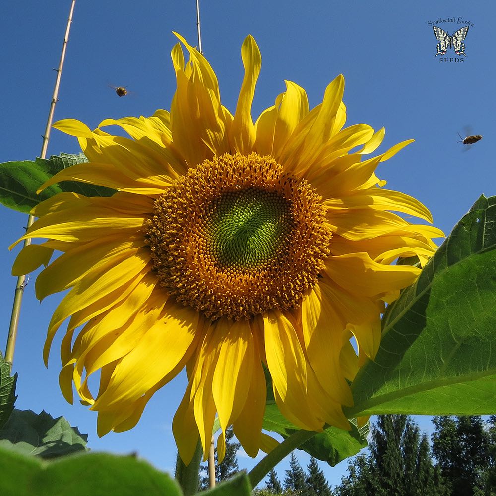 Sunflower Salt N' Roast with bees