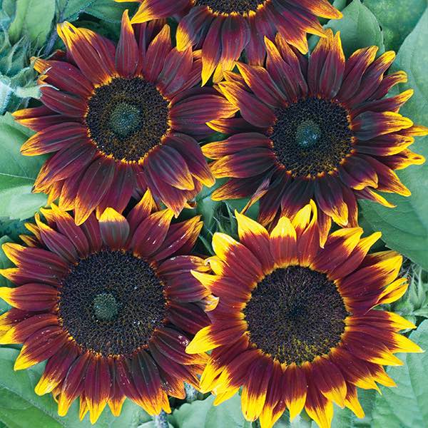 Shock-o-Lat sunflower Sunflower Shock-o-Lat