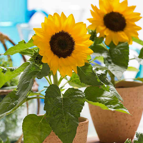 Sunflower Smiley Seeds