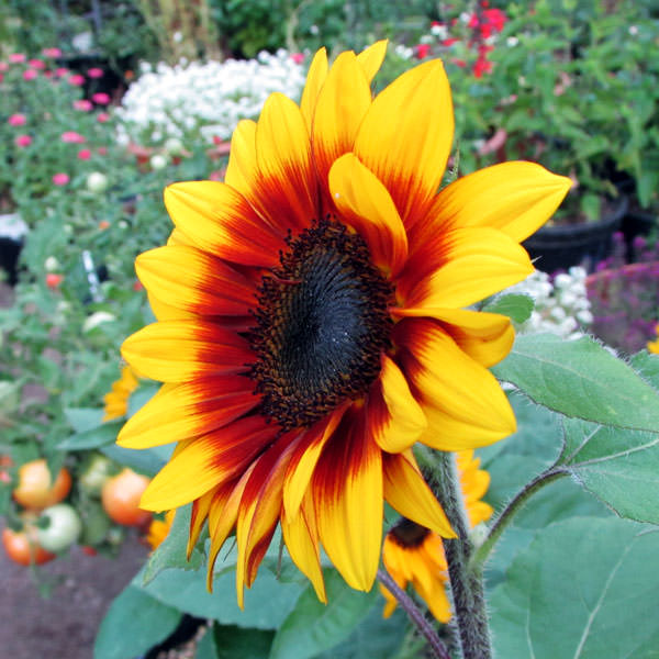 Solar Flash dwarf sunflower in the flower garden