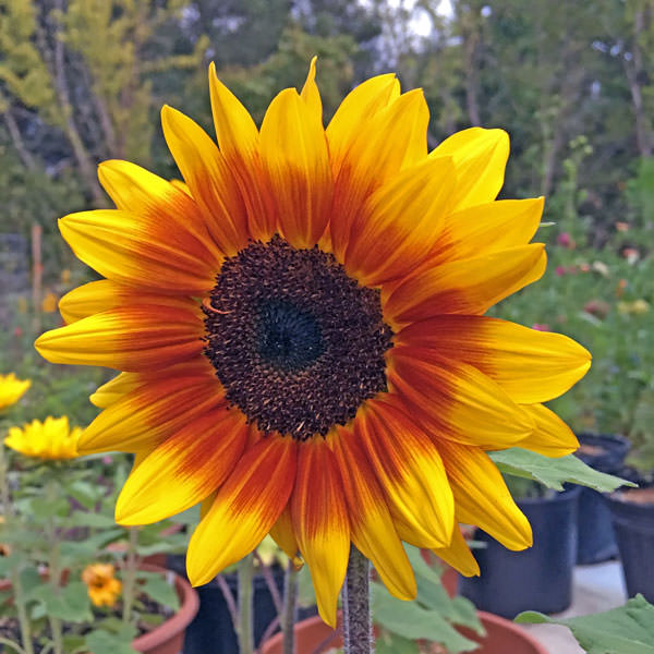 Solar Flash dwarf sunflower