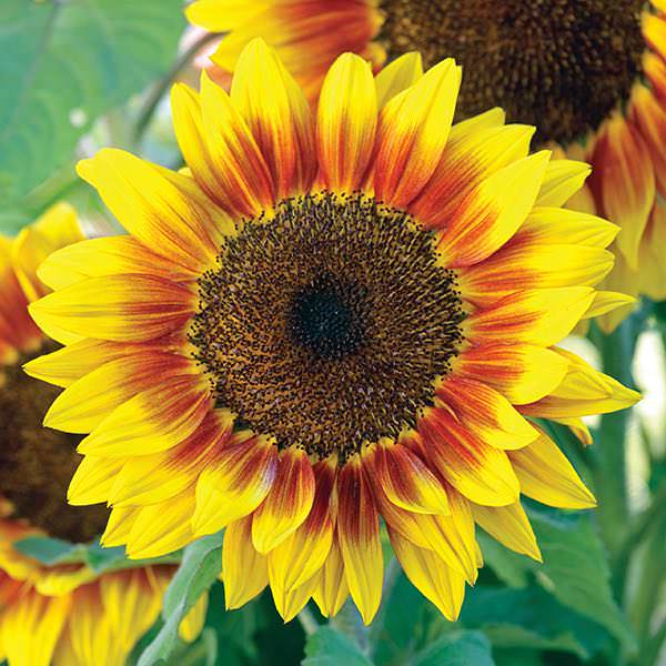 Sunflower Solar Flash
