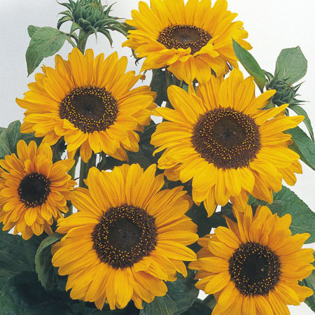 Sunflower Soraya