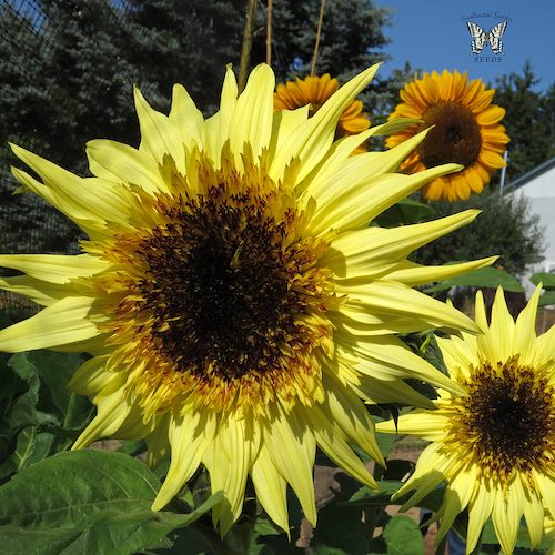 Sunflower Starburst Lemon Eclair flowers
