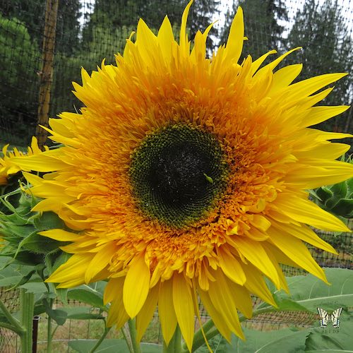 Sunflower Starburst Panache flowers