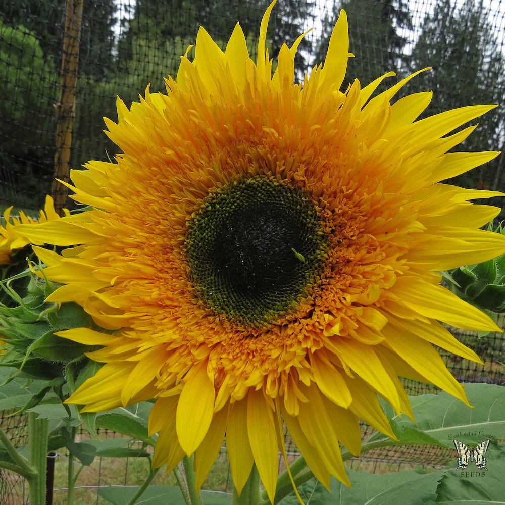 Sunflower Starburst Panache