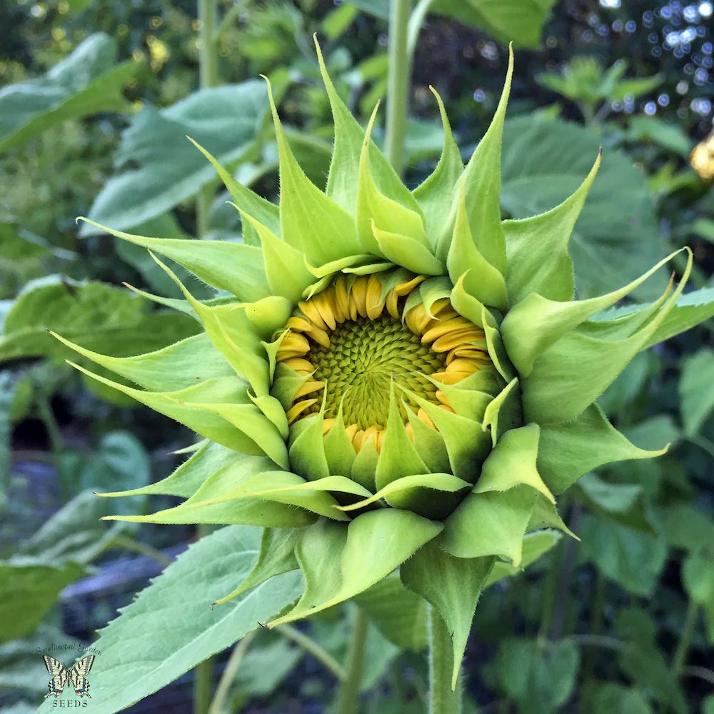 Sunflower SunFill Green with petals