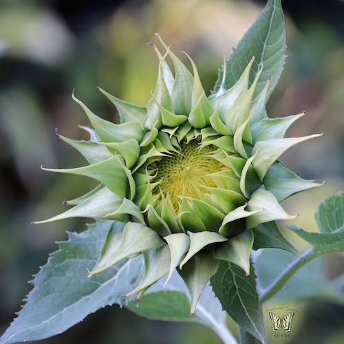 Sunflower SunFill Green flowers