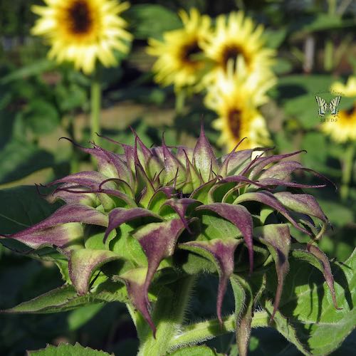 Sunflower SunFill Purple flowers