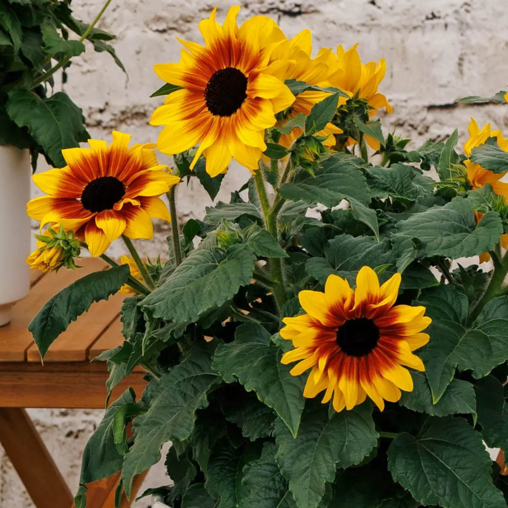 Sunflower Sunfinity Bicolor Yellow Red Plant