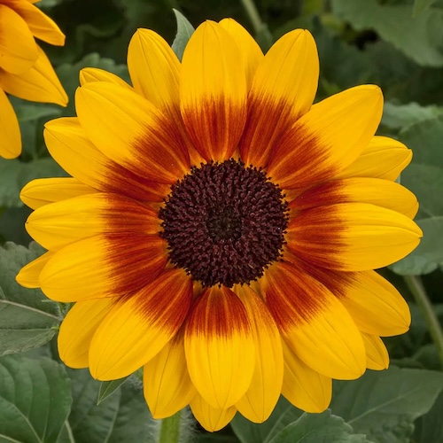 Sunflower Sunfinity Bicolor Yellow Red
