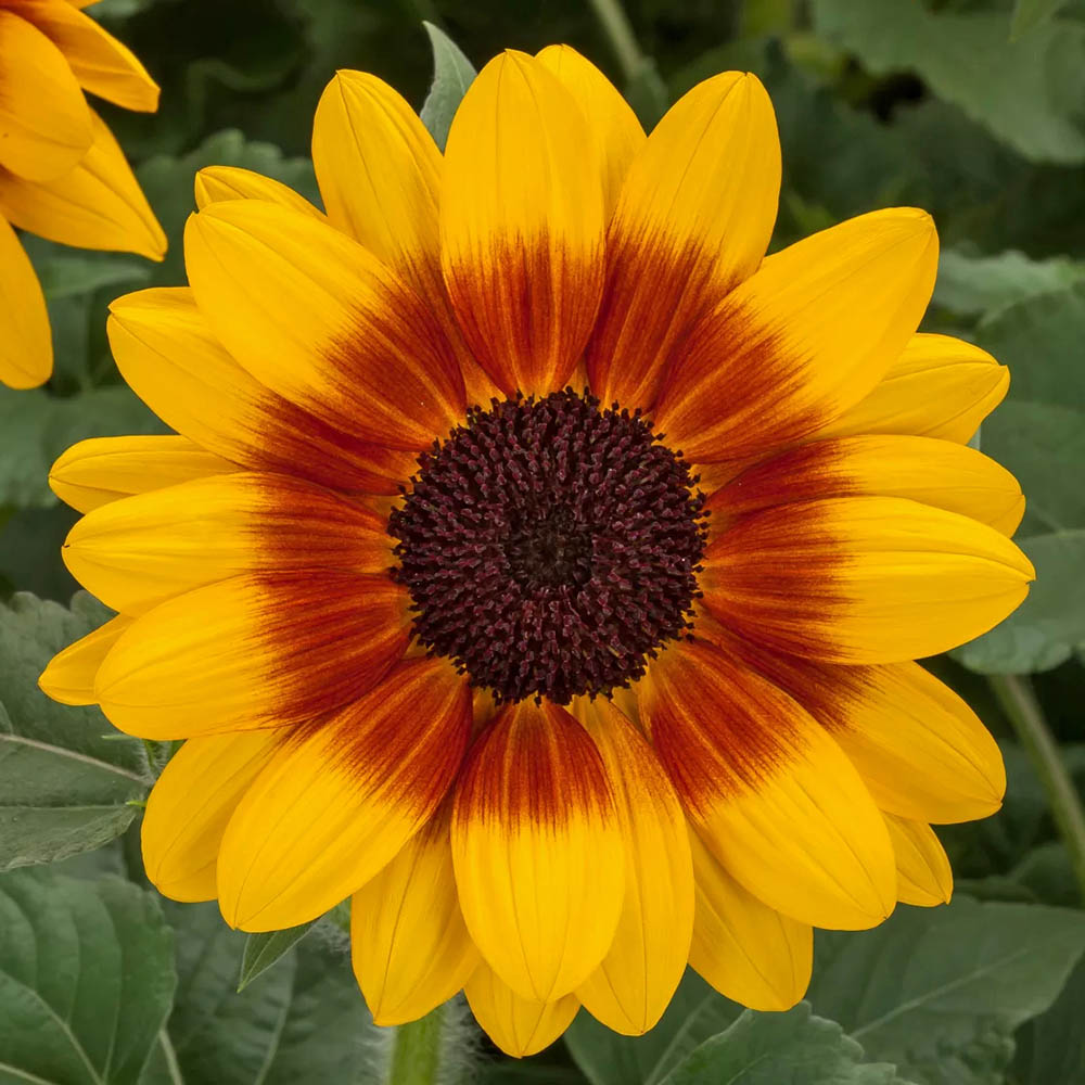 Sunflower Sunfinity Bicolor Yellow Red