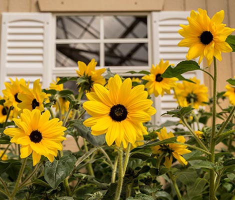 Sunflower Sunfinity Hybrid