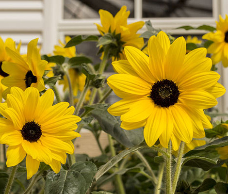 Sunfinity Hybrid sunflowers