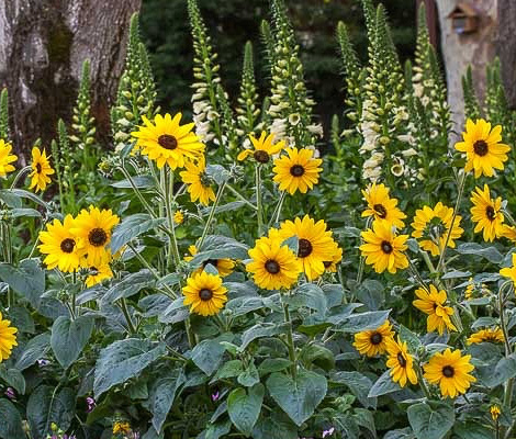 Sunfinity Hybrid sunflowers