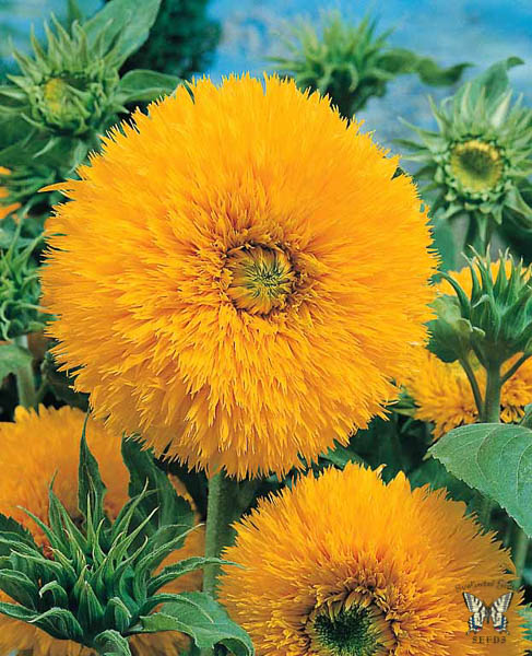 Sungold sunflower Sunflower Sungold