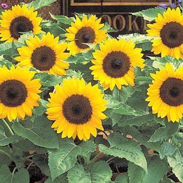 Sunny Smile dwarf sunflower Sunflower Sunny Smile