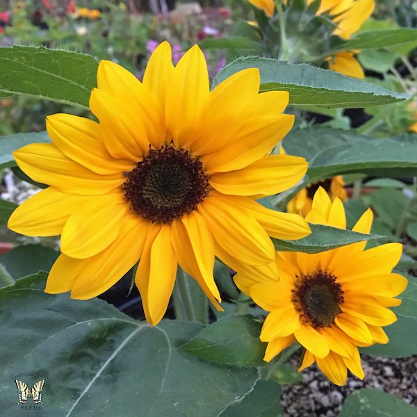 Sunny Smile dwarf sunflower Sunflower Sunny Smile Plant