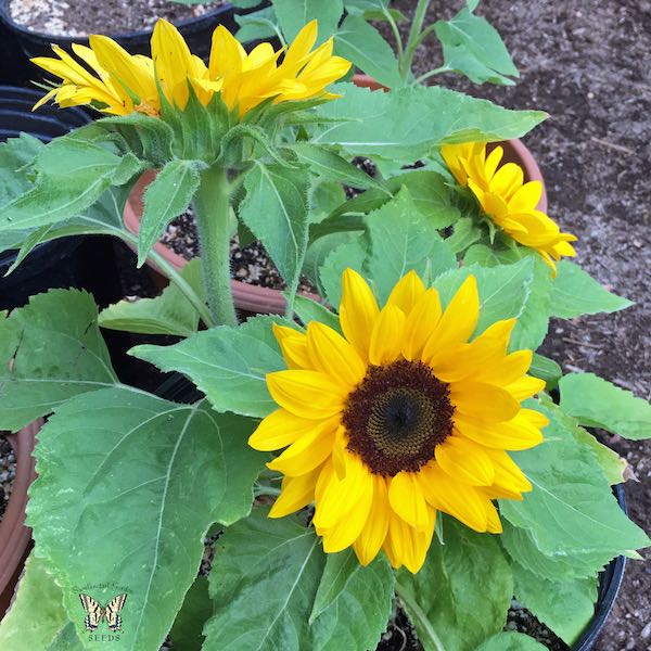 Sunflower Seeds: Flower Seed | Annual Flowers