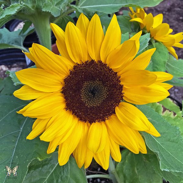 Sunny Smile dwarf sunflower Sunflower Sunny Smile Flowers