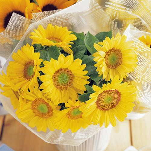 Sunflower Sunrich Lime flowers