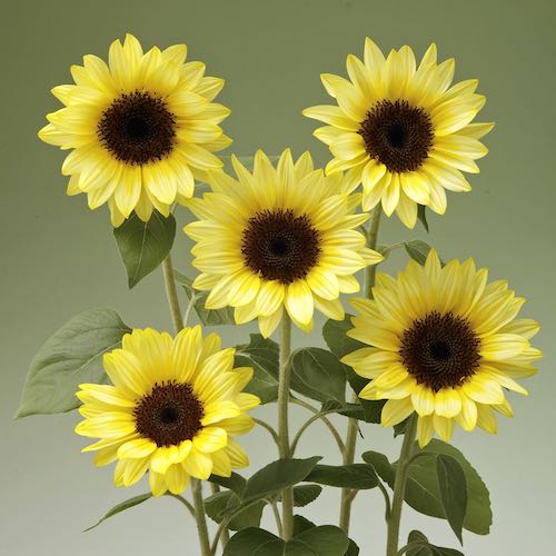 Sunflower Sunrich Limoncello Summer flowers