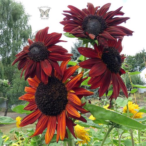 Sunflower Terracotta flowers