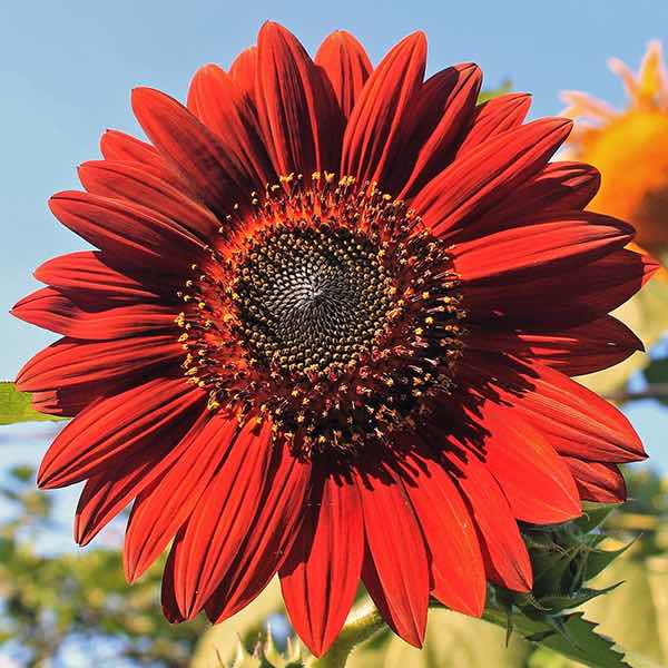 Annual Flower FREE SHIPPING NATIVE WILDFLOWER Details about   Sunflower Seeds Velvet Queen 50 