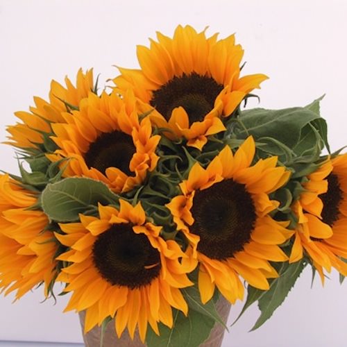Zohar sunflower Sunflower Zohar