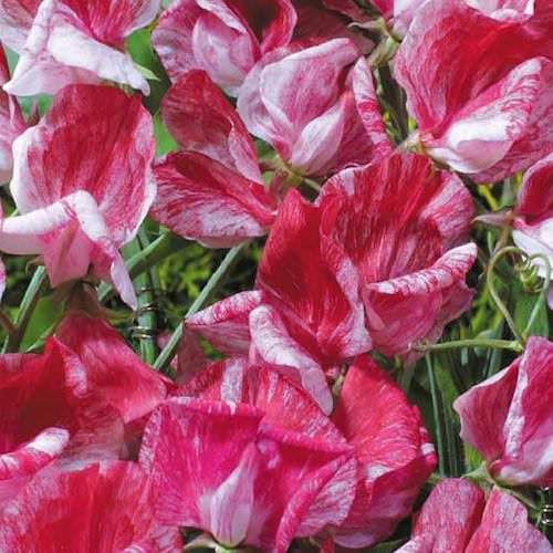 America sweet pea Sweet Pea America