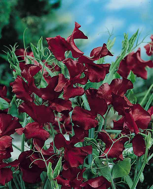 Sweet pea Beaujolais