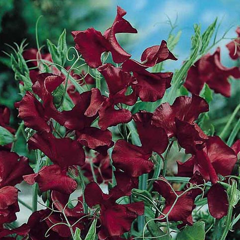 Sweet pea Beaujolais