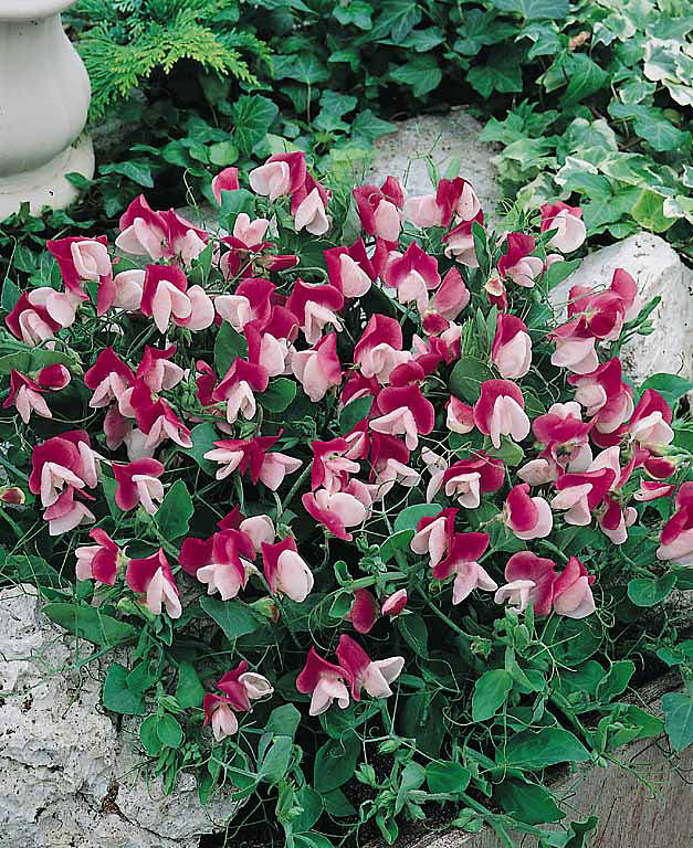 Sweet pea Cupid Pink