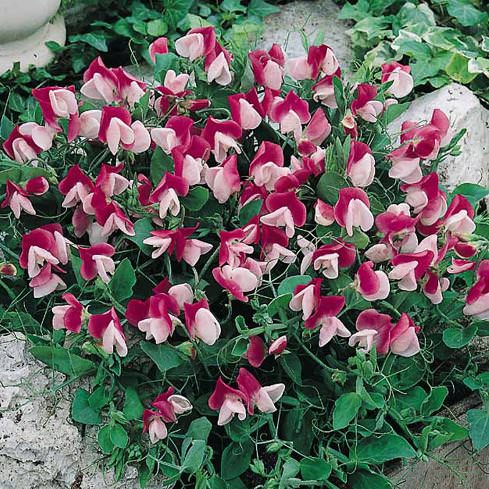 Sweet pea Cupid Pink