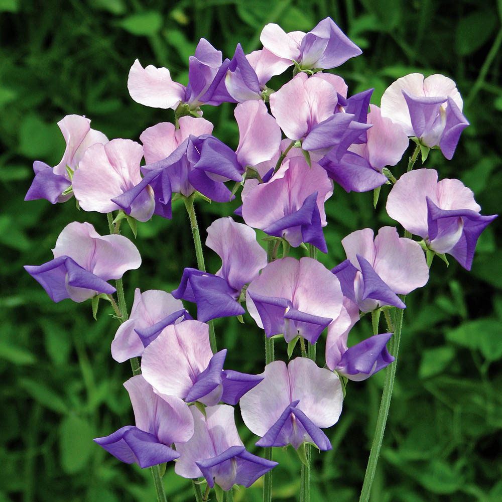 Sweet Pea Erewhon